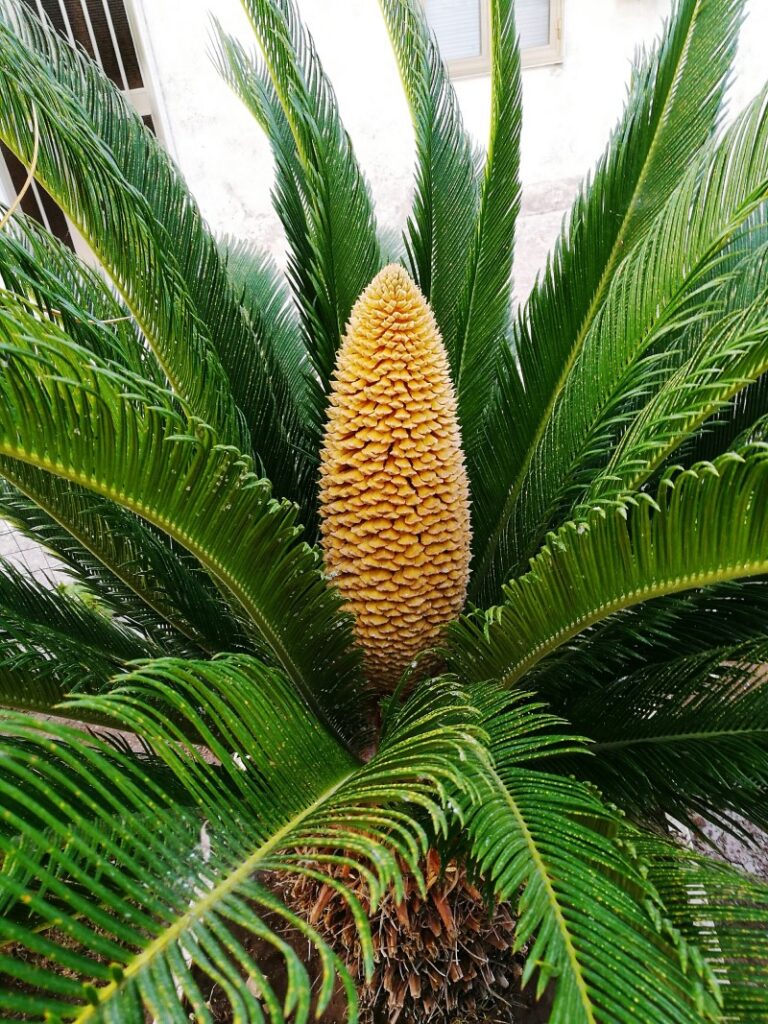 sago palm care