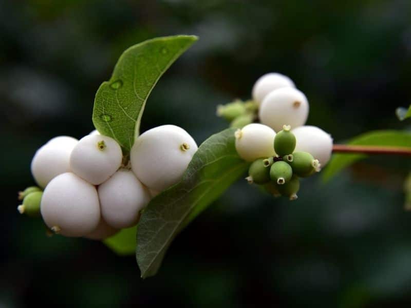 snowberries