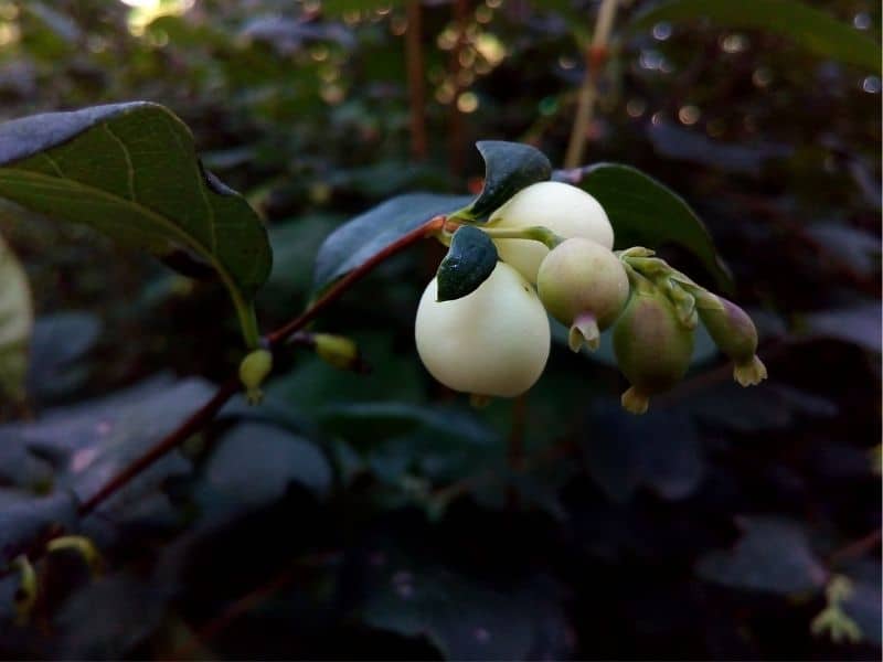 snowberry bush