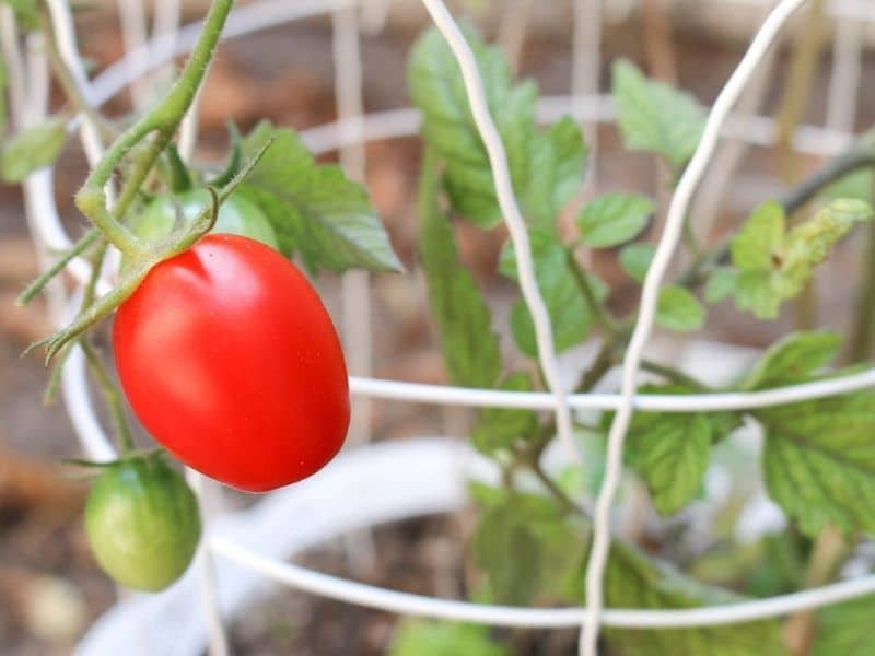 tomato in pot