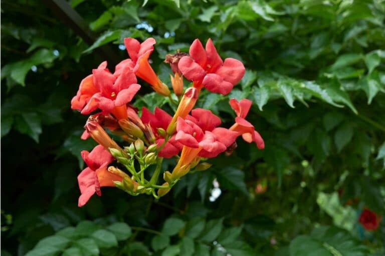 How to Identify, Grow, and Care for Trumpet Vine (Campsis radicans