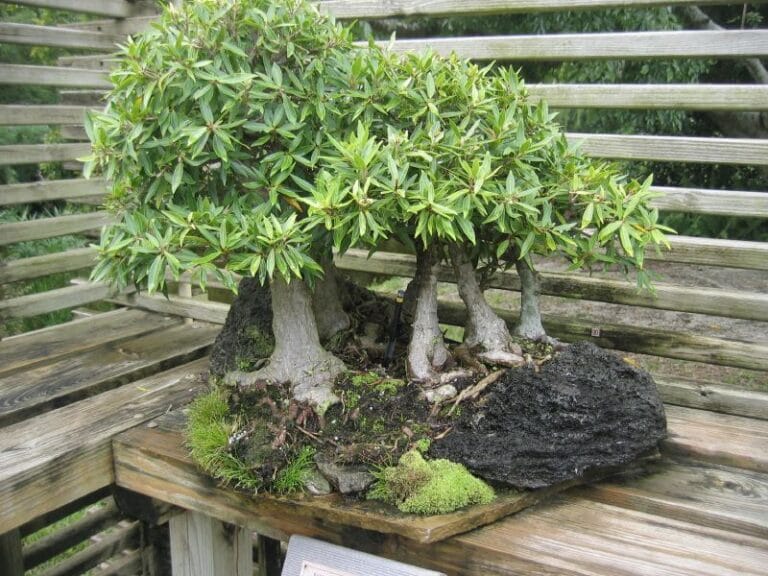 How to Care for Willow Leaf Ficus Bonsai (Nerifolia/Salicifolia