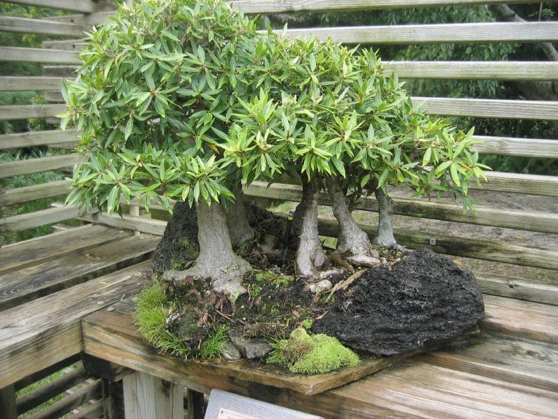 willow leaf ficus bonsai