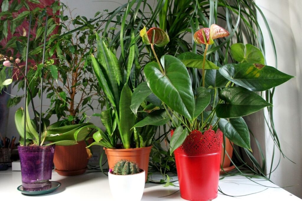 air purifying plants