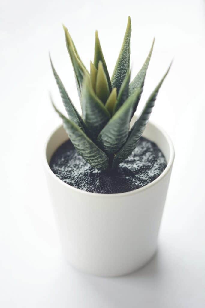 aloe vera in a pot