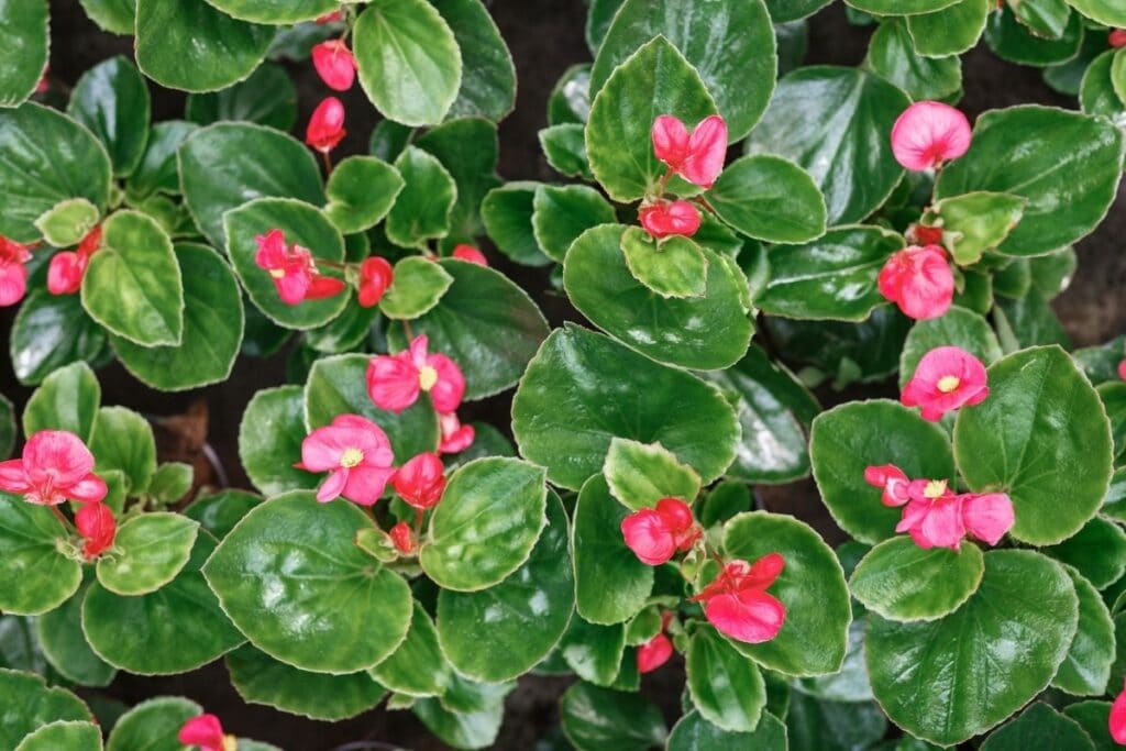 begonia flower meaning