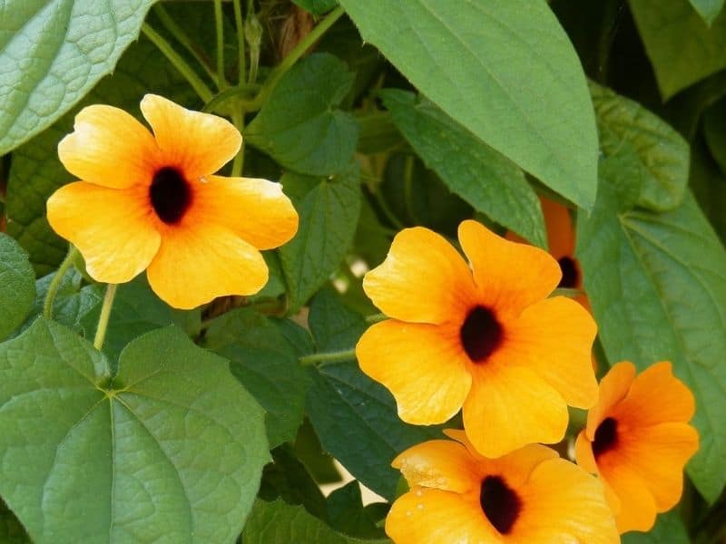 black eyed susan climber