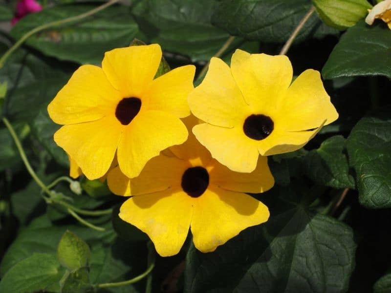 black eyed susan vine flower