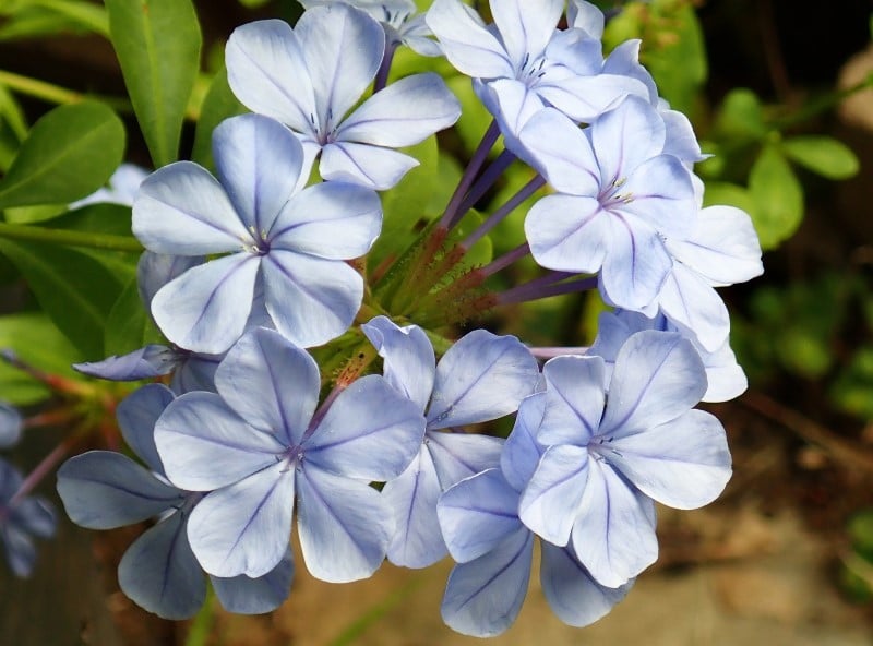 blue plumbago