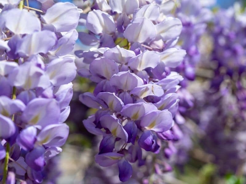 blue wisteria flowers