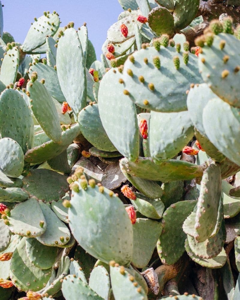 cactus with orange flowers