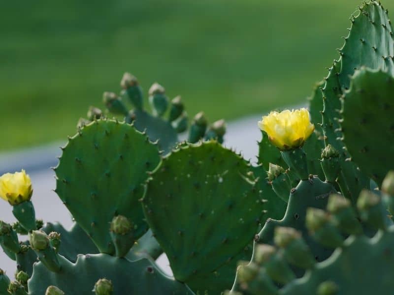 cactus with yellow flowers