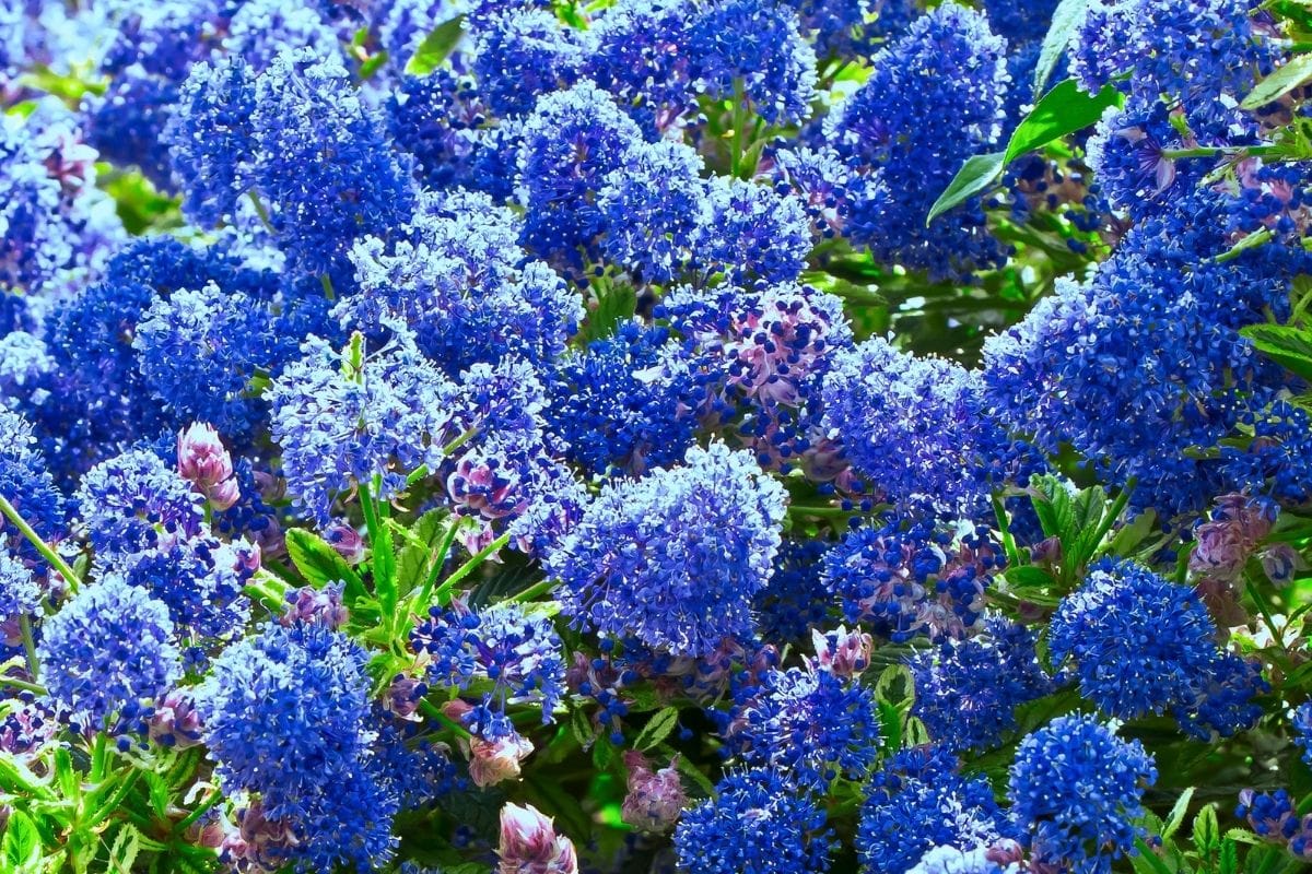 Цеанотус Посадка И Уход Фото – Telegraph