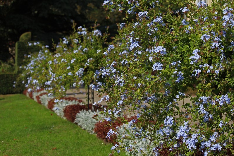 cape plumbago shrub