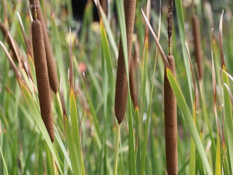 cattail