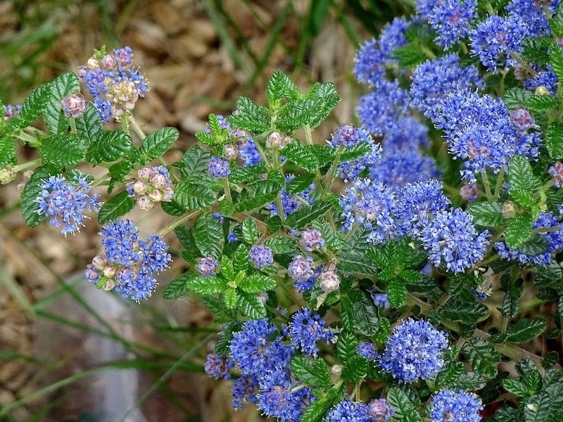 ceanothus plant