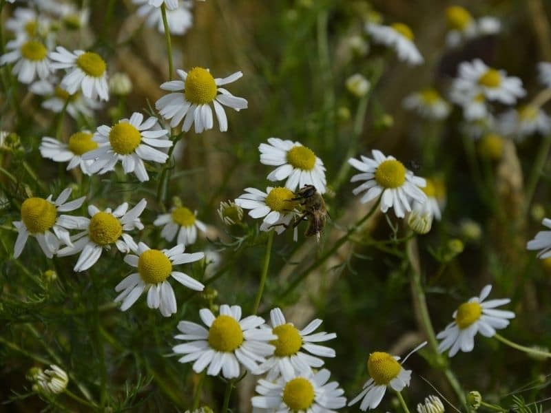 chamomile field