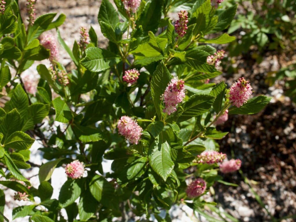 clethra alnifolia ruby spice