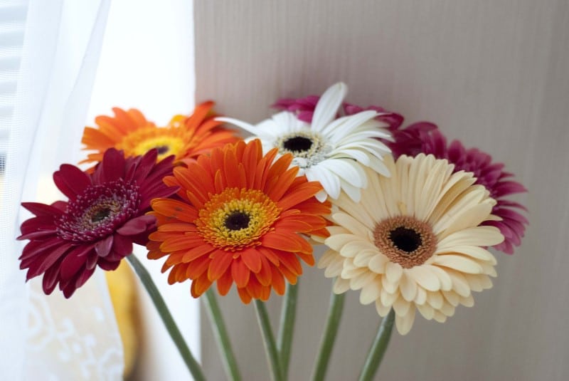 colorful gerbera daisies