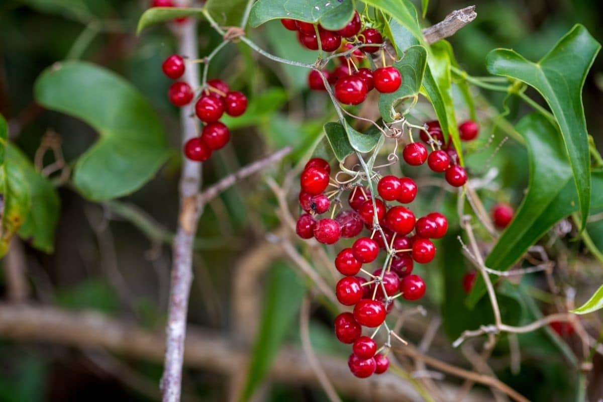 Smilax Vines Greenbriers How to Identify, Care, and Grow   Florgeous