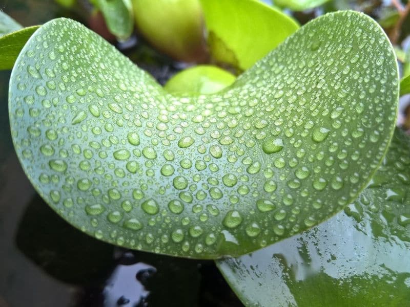duckweed leaf