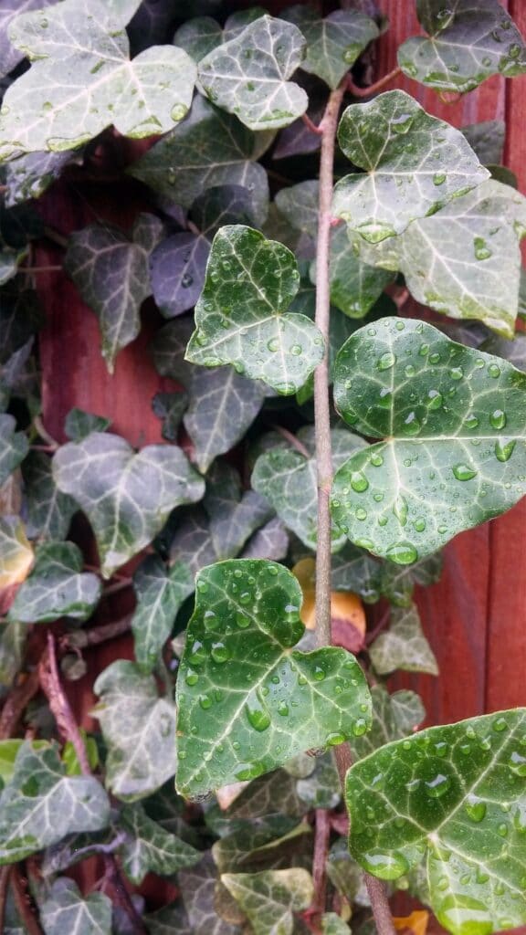 english ivy creeper