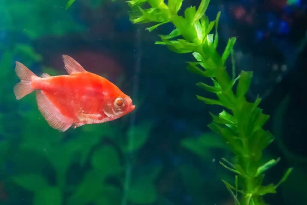 Fish in aquarium