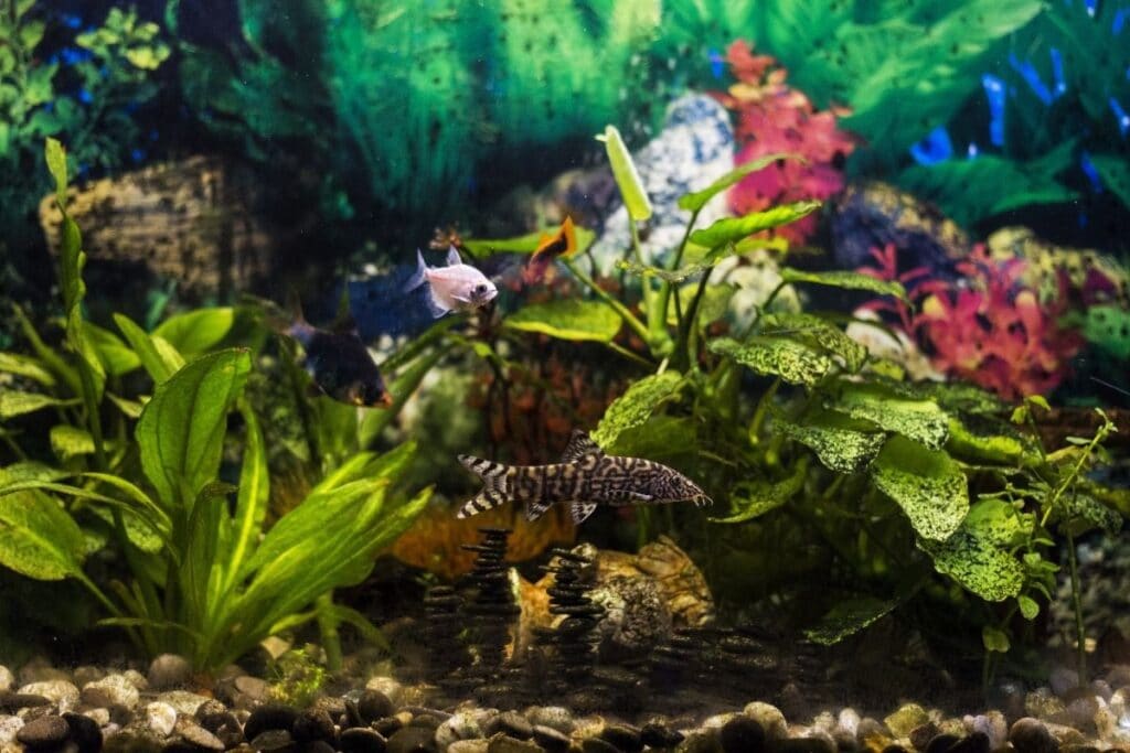 floating aquarium plants