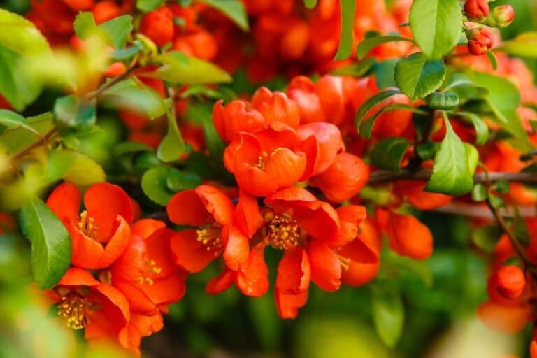 Flowering Quince (Chaenomeles speciosa) How To Grow and Care