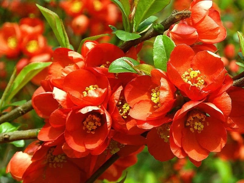 flowering quince bush