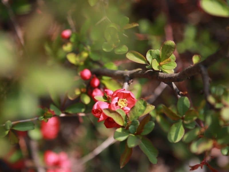 flowering quince tree