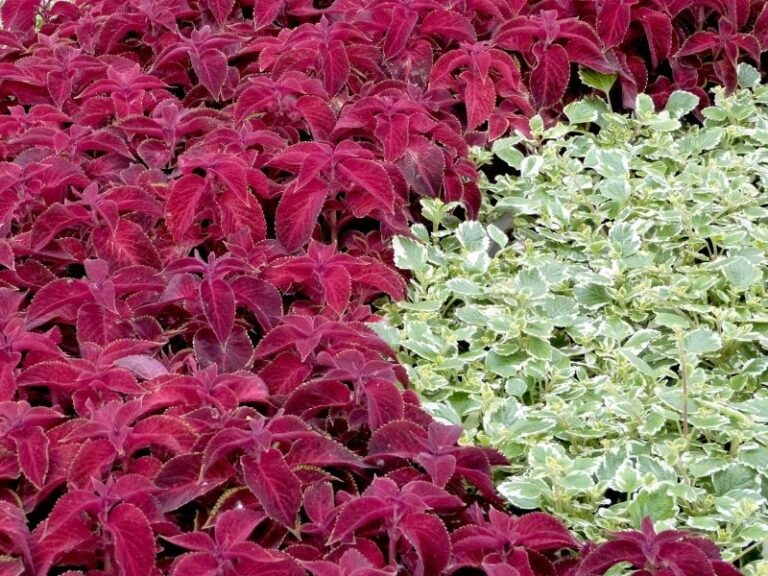 25 Best Ground Cover Plants to Prevent Weeds
