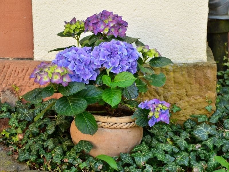 hydrangea in a pot