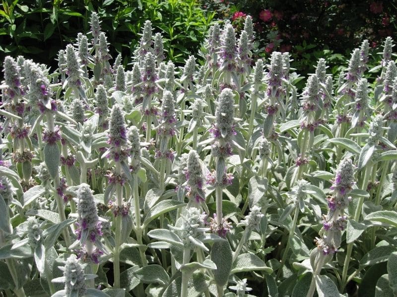 lamb’s ear