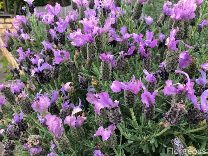 lavender bush