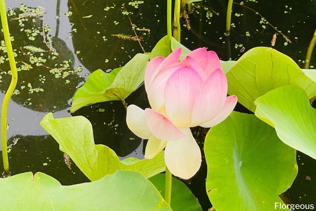 lotus in a pond