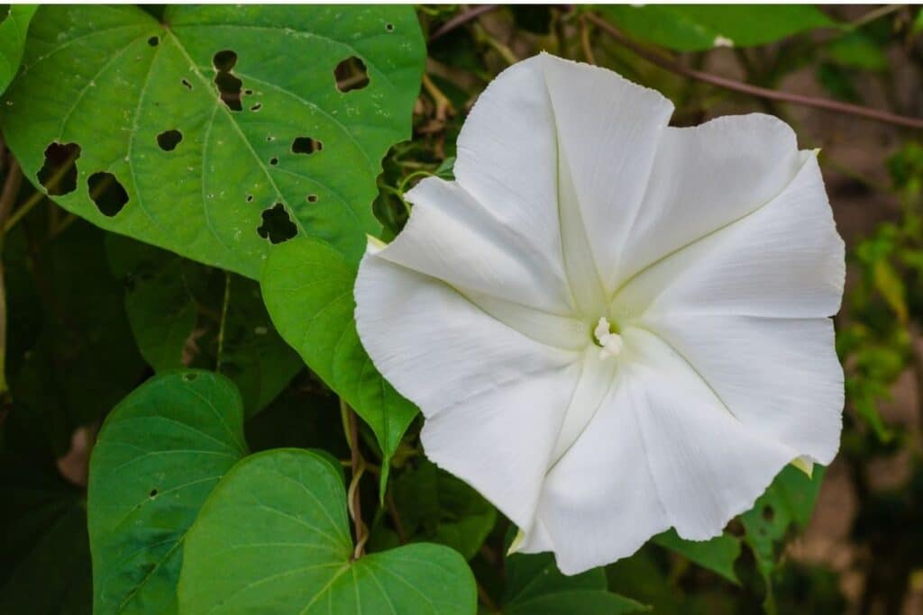 moonflower vine