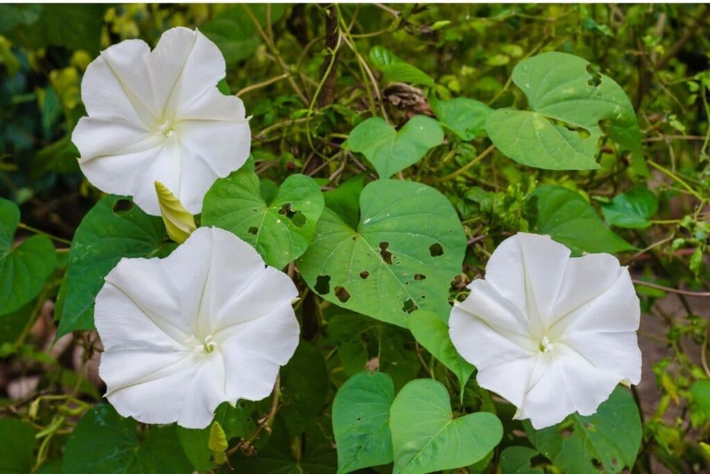 moonflowers