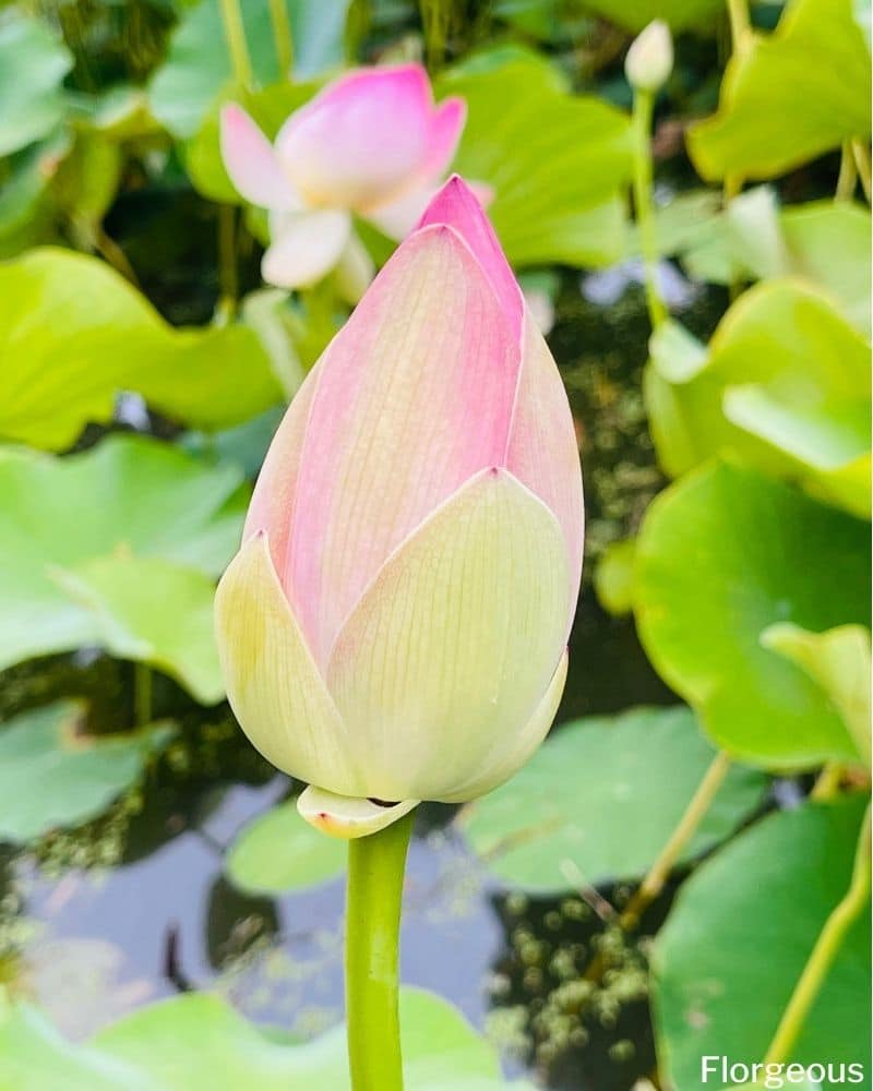 Nelumbo nucifera