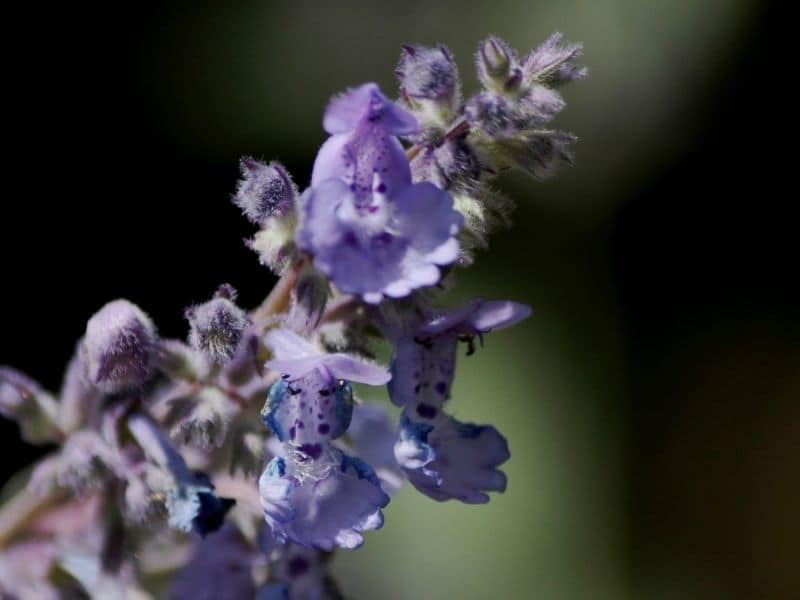 nepeta faassenii