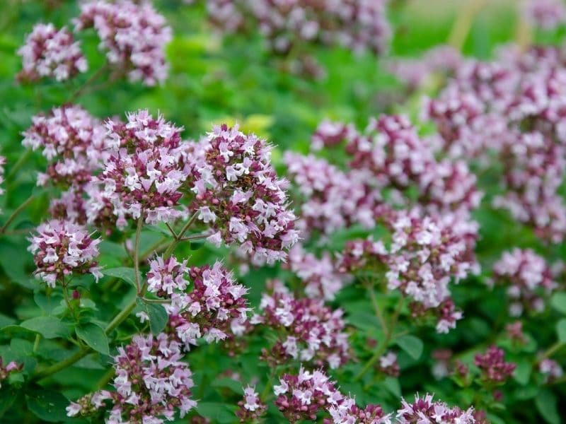 oregano flowers