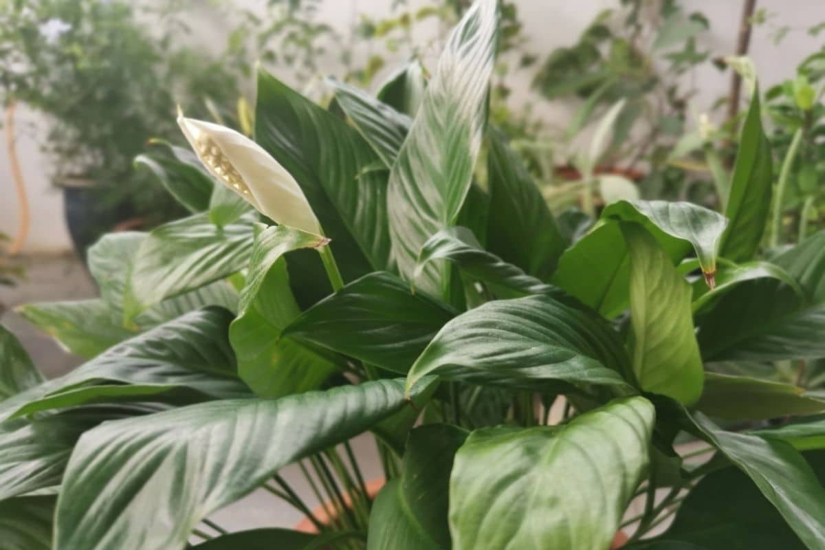 Red Peace Lily Meaning