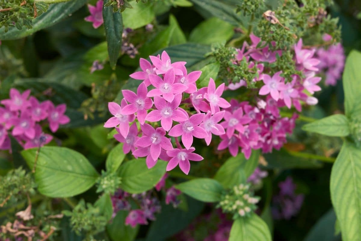 Pentas Flower Meaning The Complete
