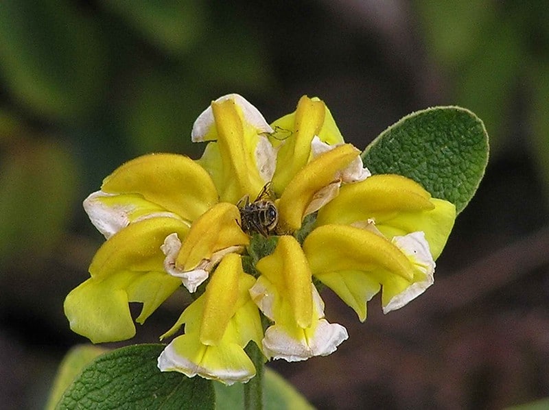 Phlomis chrysophylla