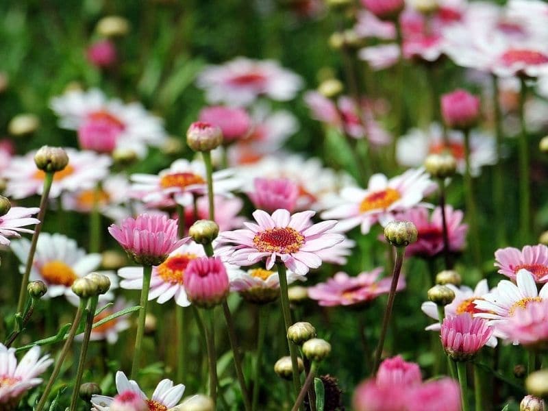 pink marguerite