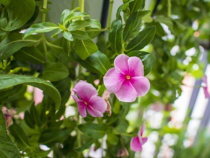 pink periwinkle flowers