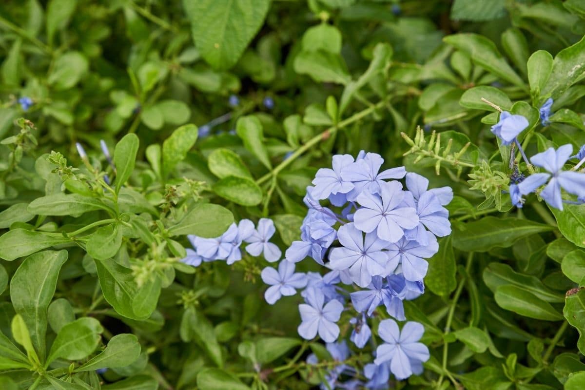 blue plumbago shrub (cape leadwort): how to grow and care | florgeous