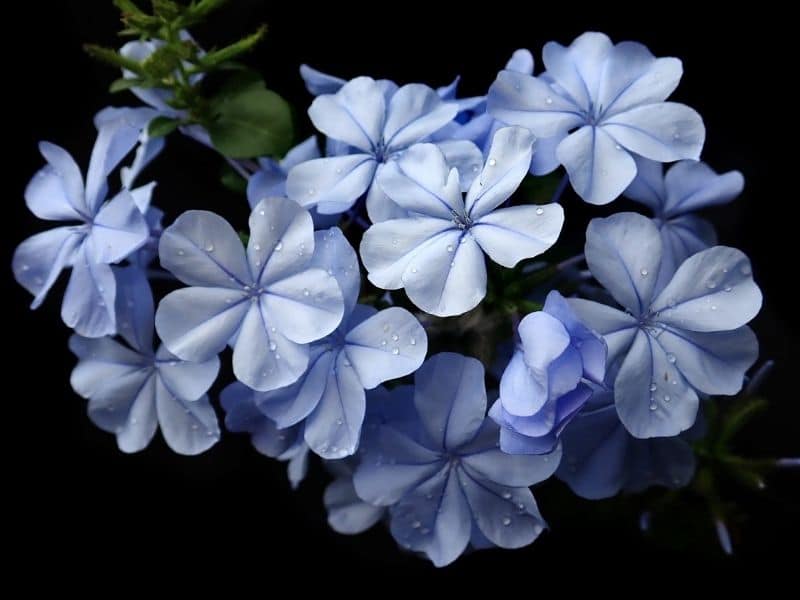 plumbago flowers