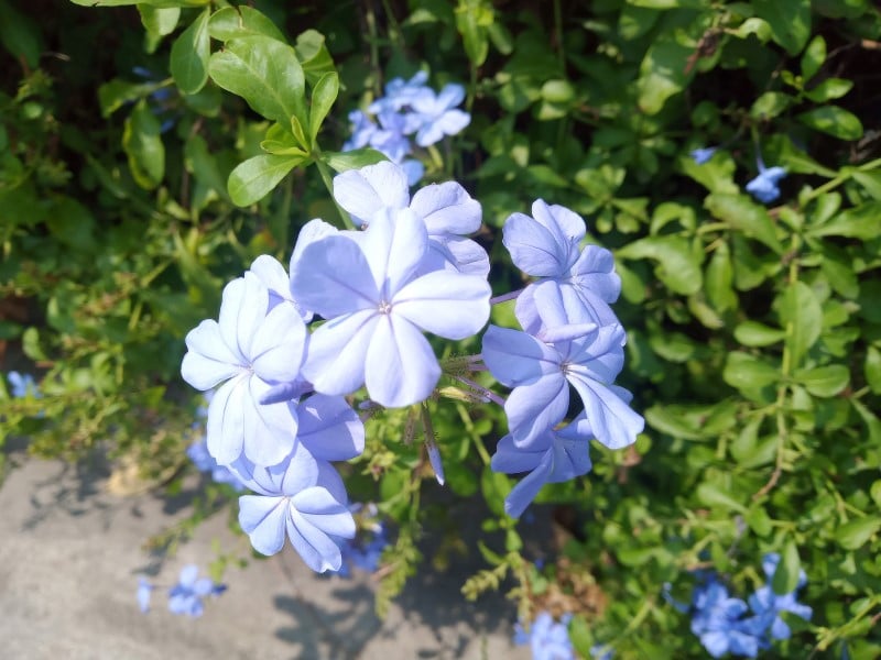 plumbago plant