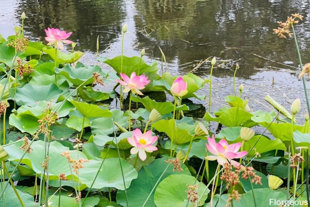 pond plants